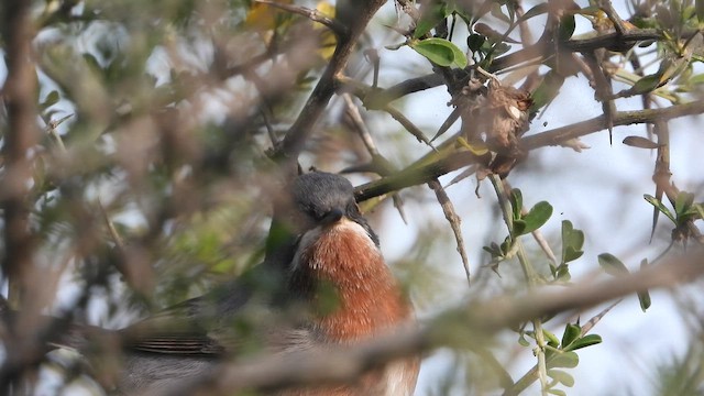 Eastern Subalpine Warbler - ML647606229