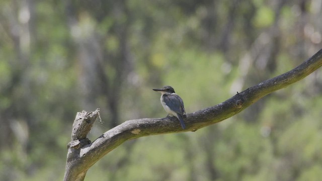 Sacred Kingfisher - ML647606238