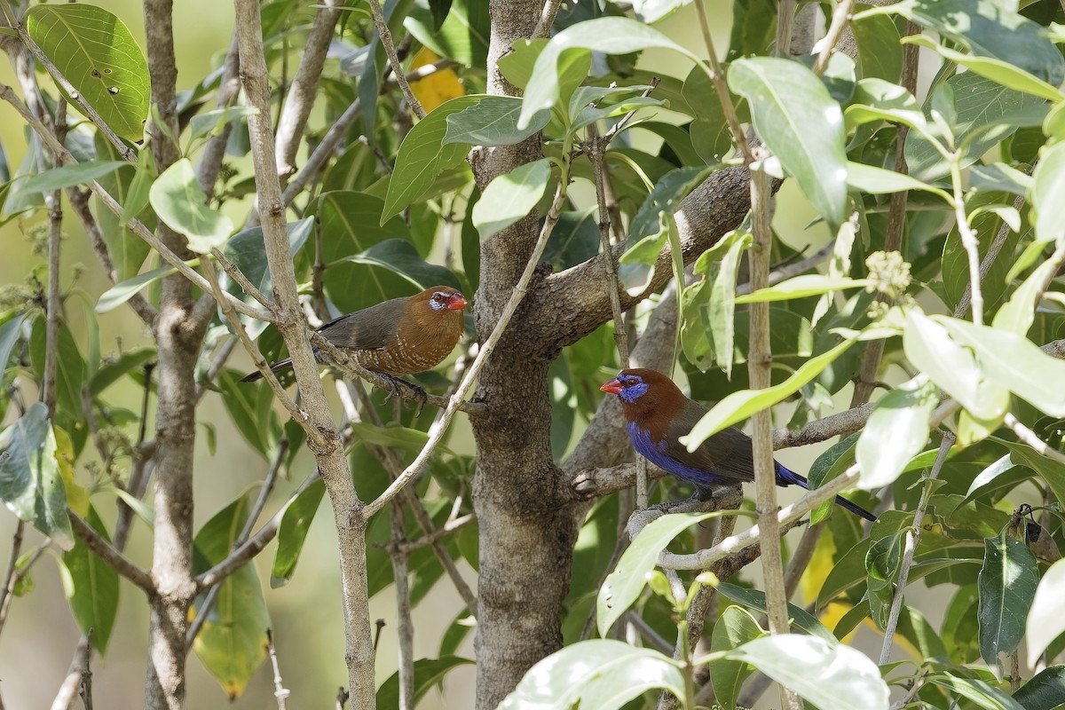 Purple Grenadier - ML647606240