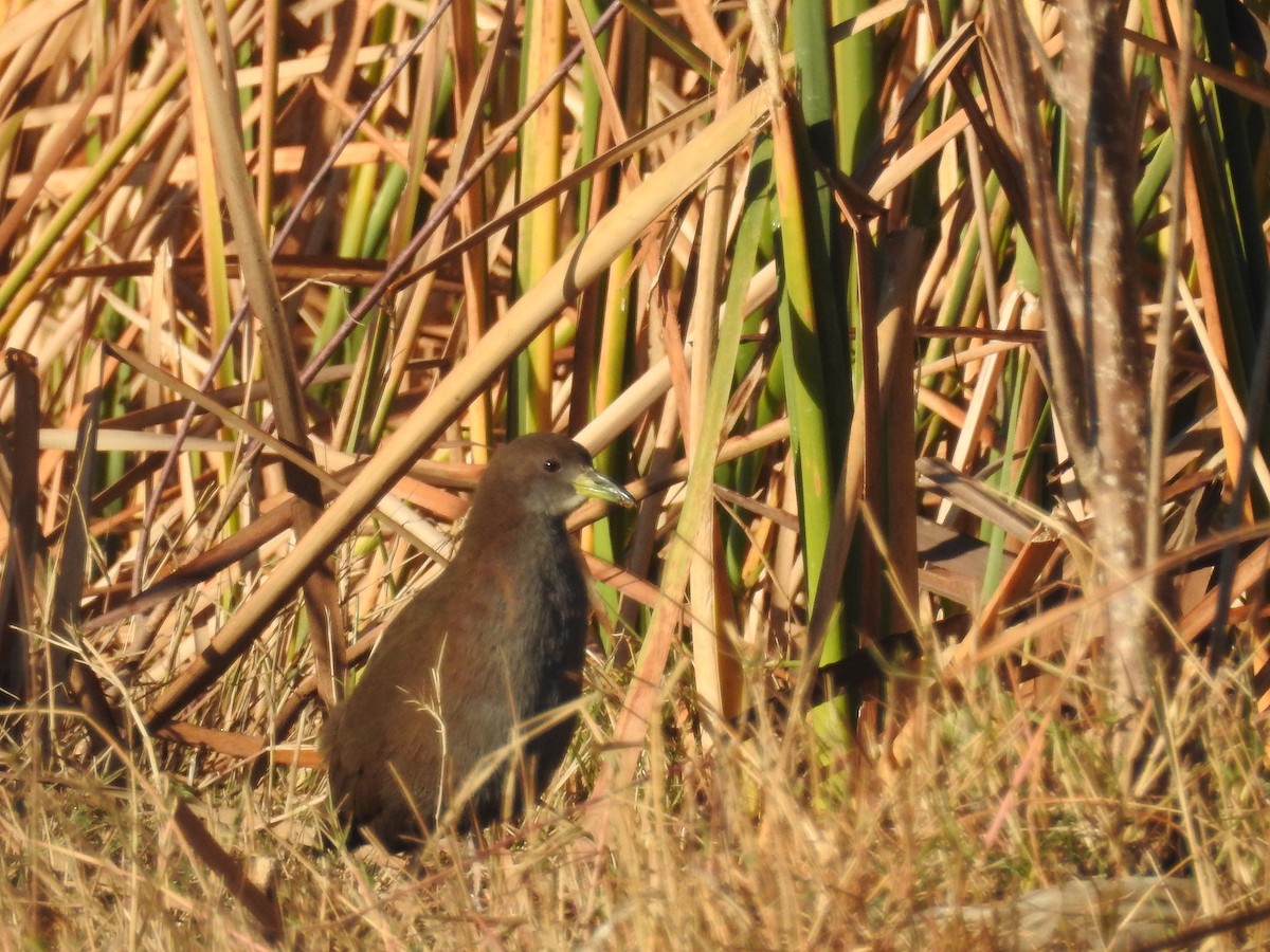 チャバネクイナ - ML647606250