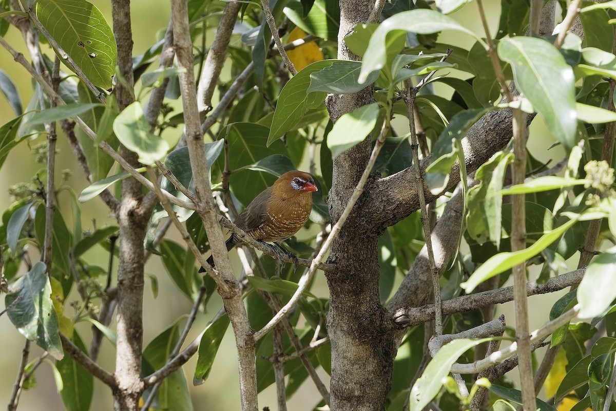 Purple Grenadier - ML647606257