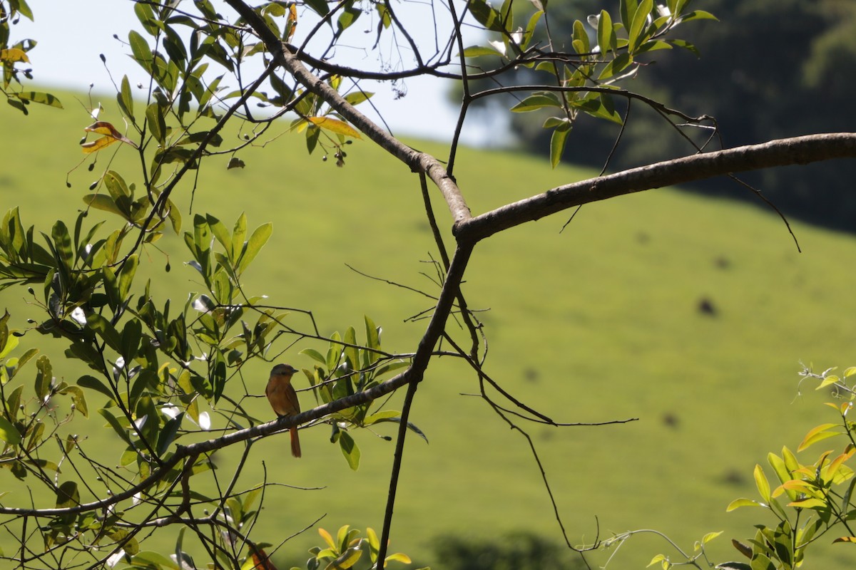 Chestnut-crowned Becard - ML647606342