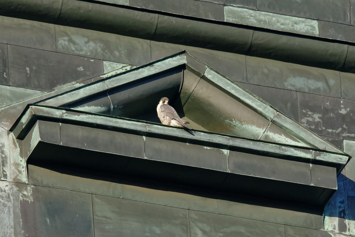 Falco pellegrino - ML647606349