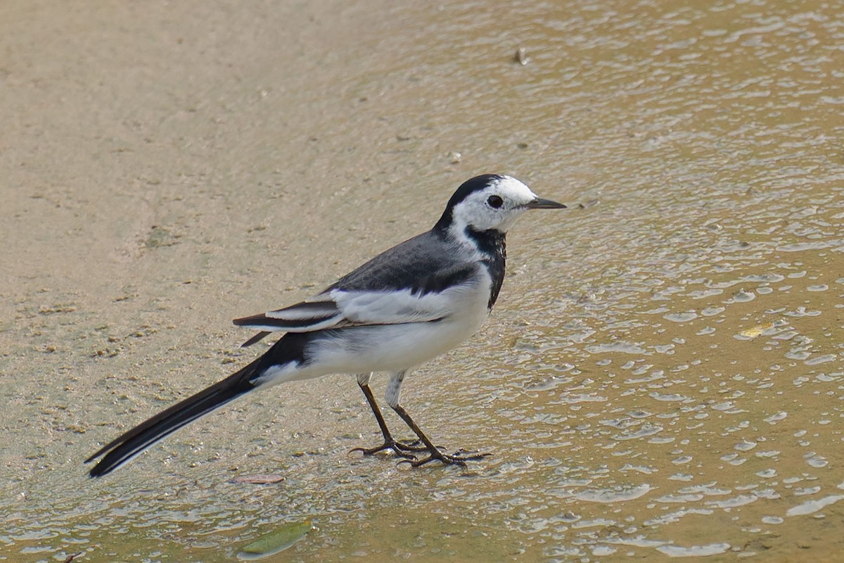 ハクセキレイ - ML647606366