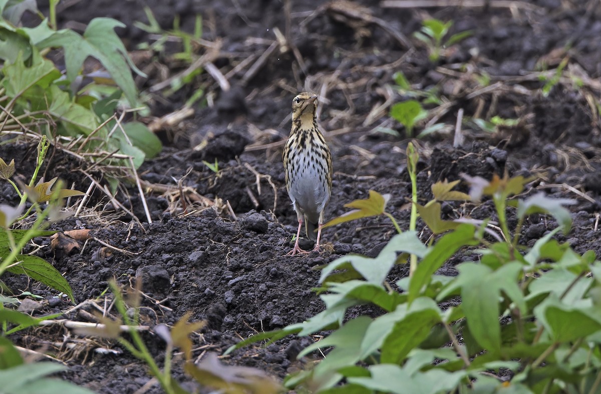 ビンズイ - ML647606368