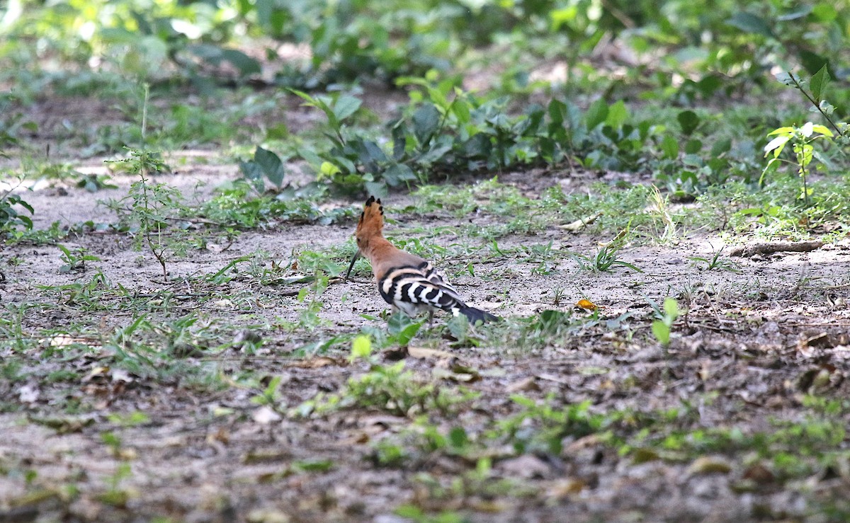 ヤツガシラ - ML647606369