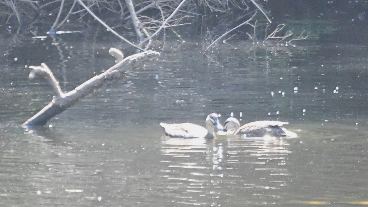 マミジロカルガモ - ML647606370