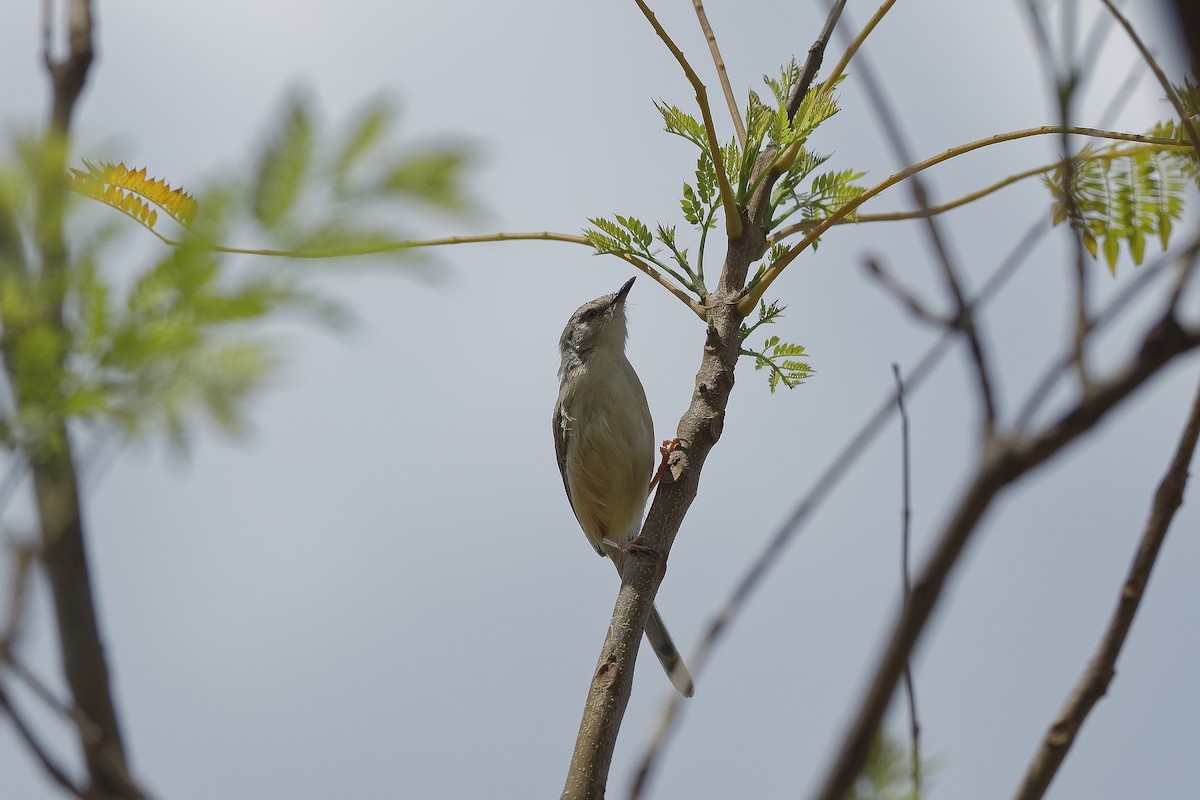 アカシアムシクイ - ML647606371