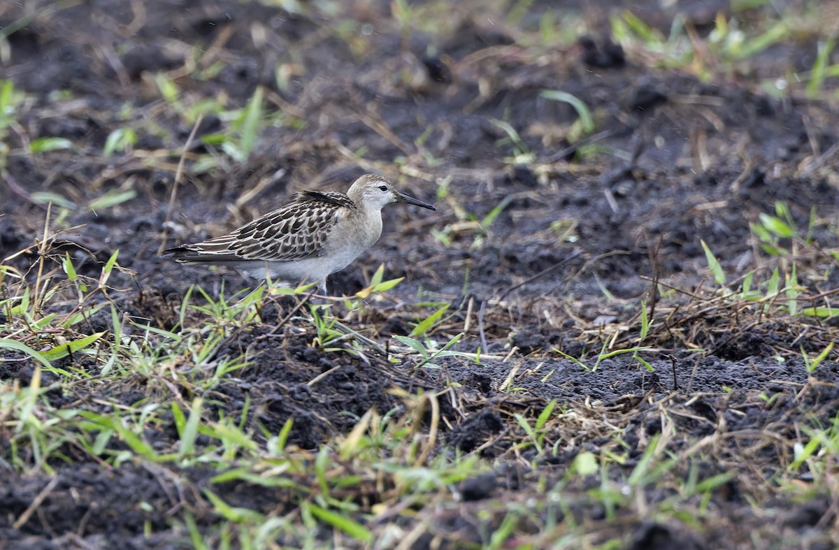 エリマキシギ - ML647606373