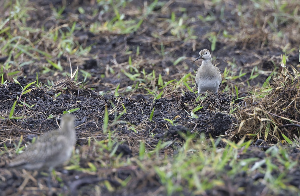 エリマキシギ - ML647606374