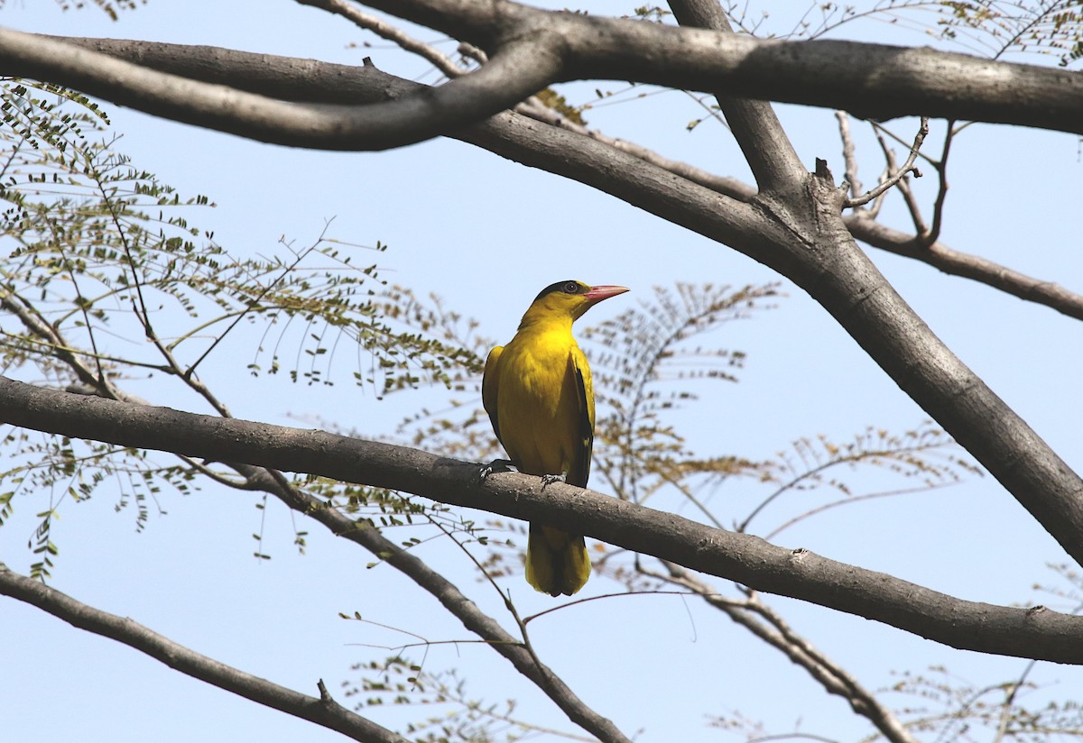 コウライウグイス - ML647606376