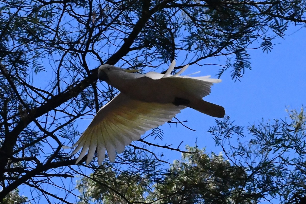 キバタン - ML647606377