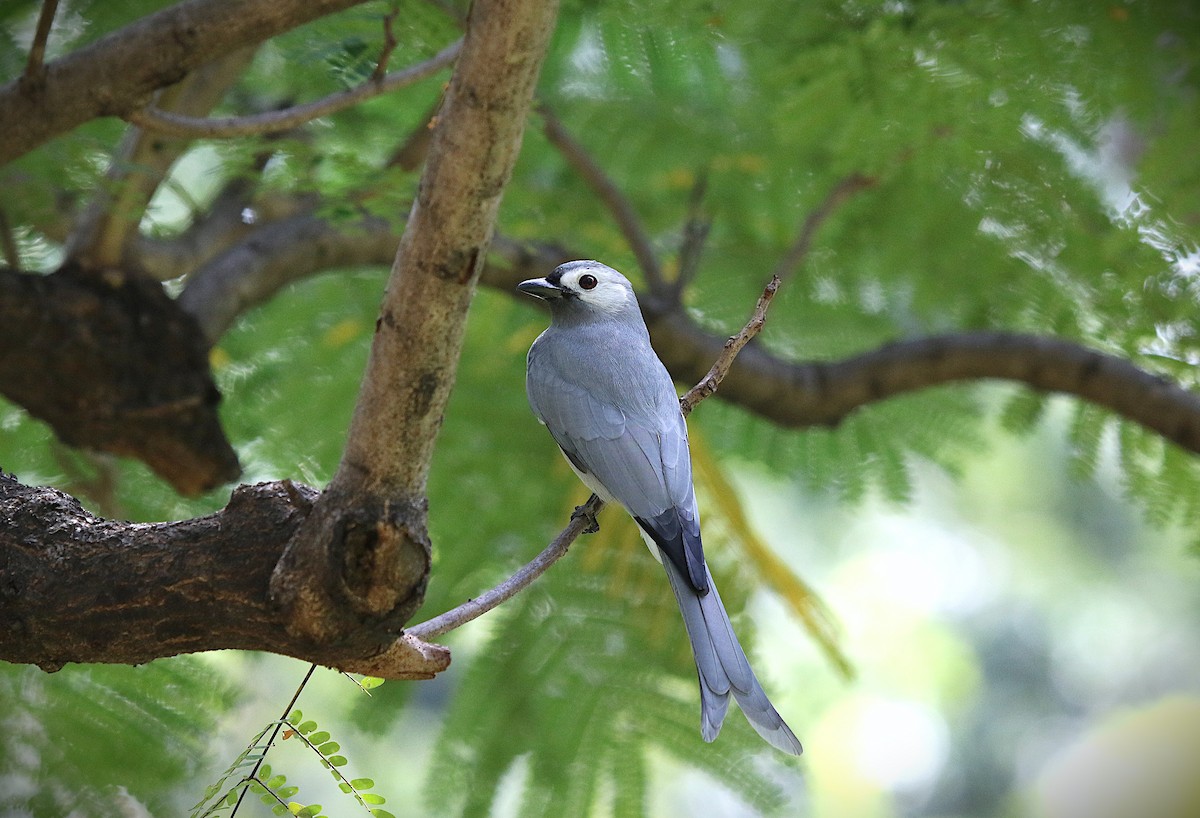 ハイイロオウチュウ（leucogenis） - ML647606380
