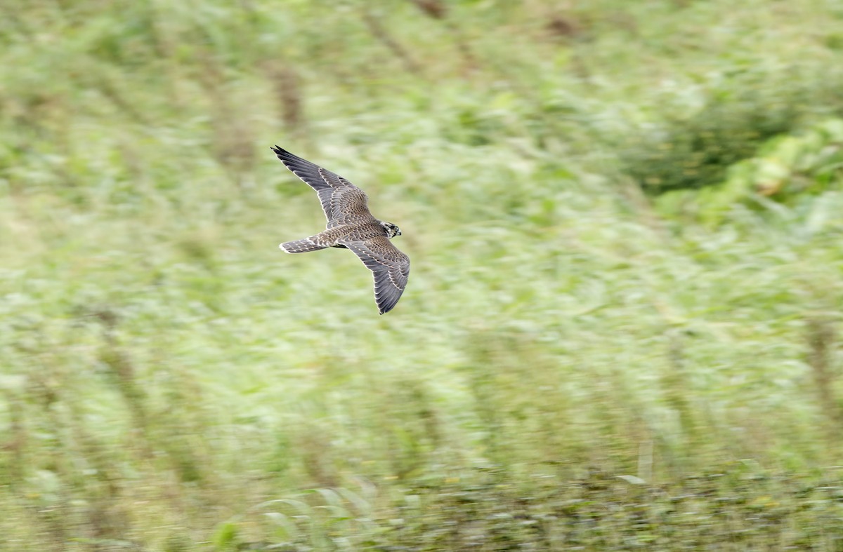 ハヤブサ - ML647606382