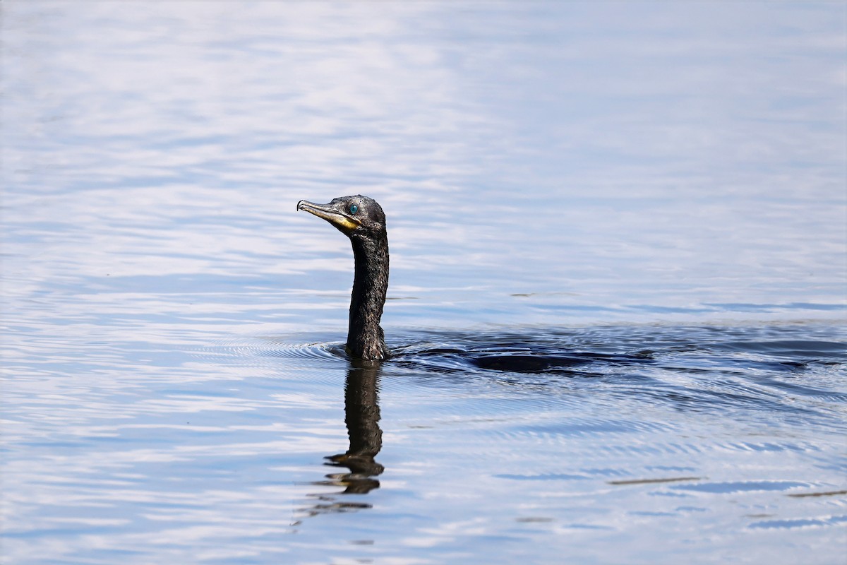 インドヒメウ - ML647606384