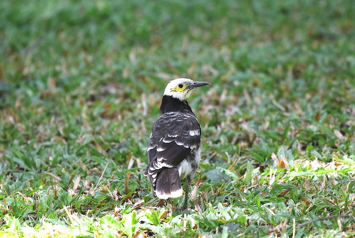 クビワムクドリ - ML647606385