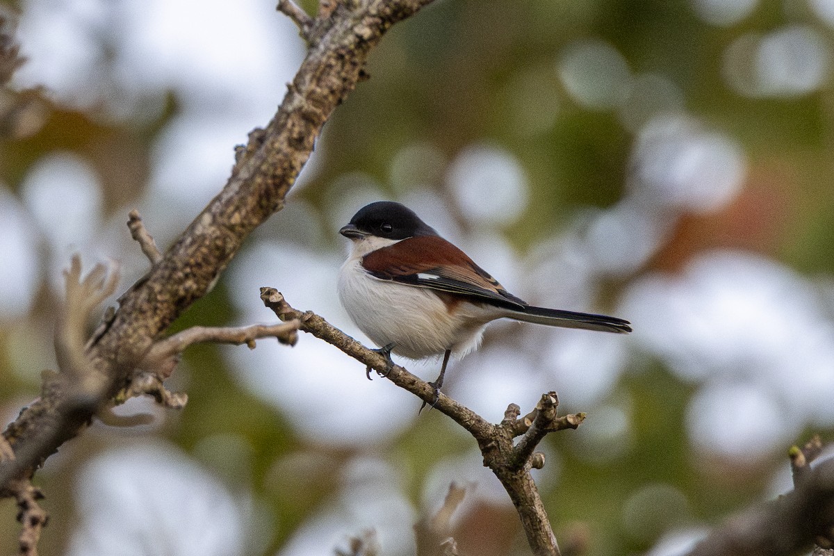 ハイガシラモズ - ML647606386