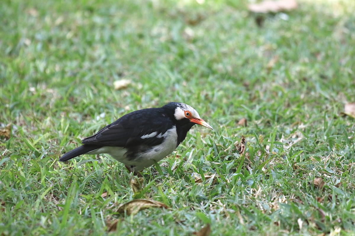 Siamese Pied Starling - ML647606387
