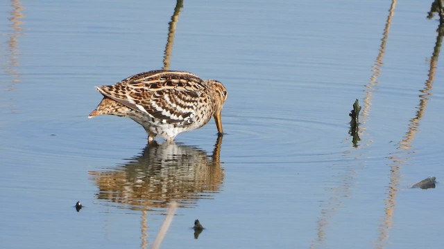 Great Snipe - ML647606388