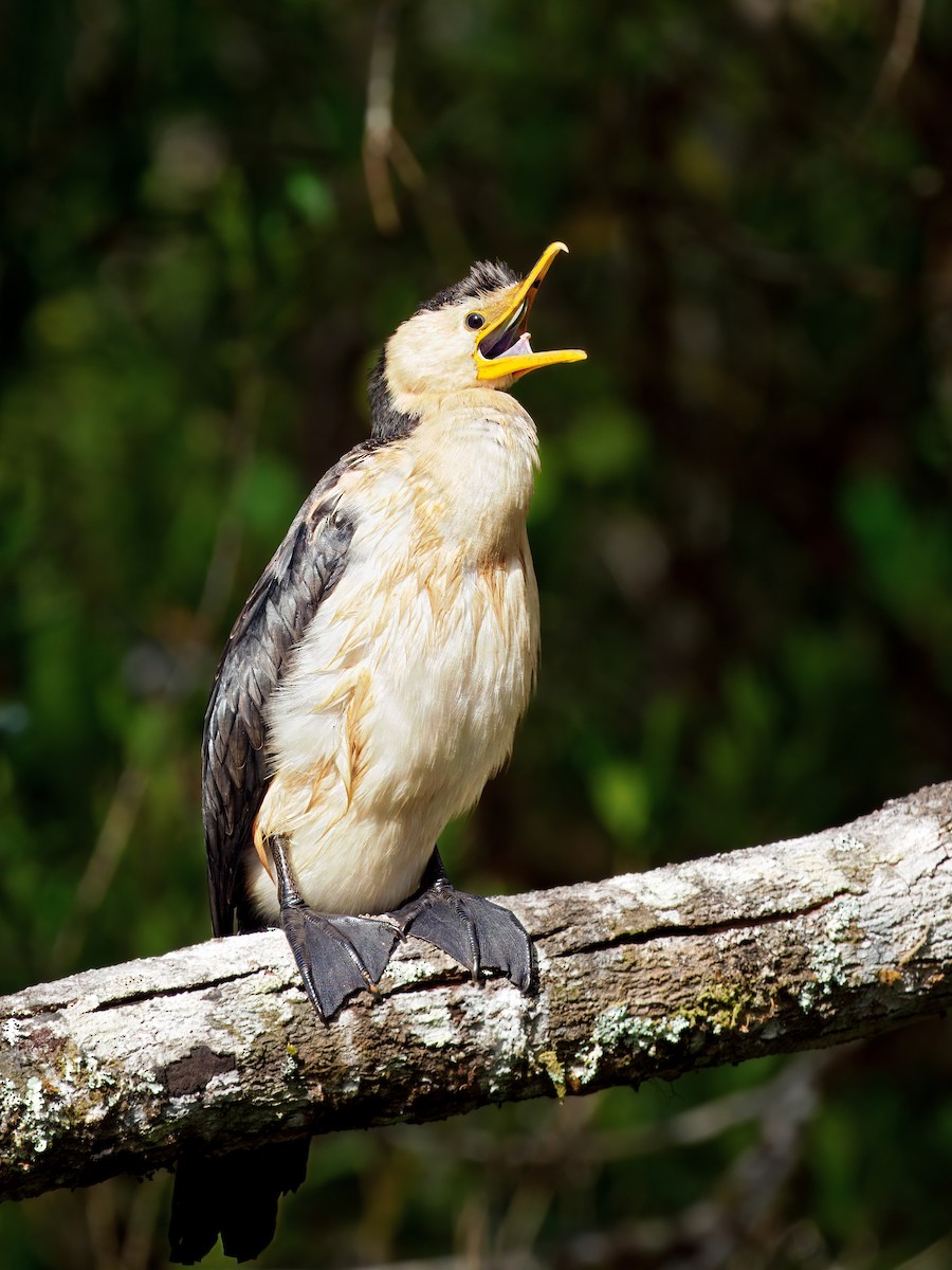 シロハラコビトウ - ML647606389