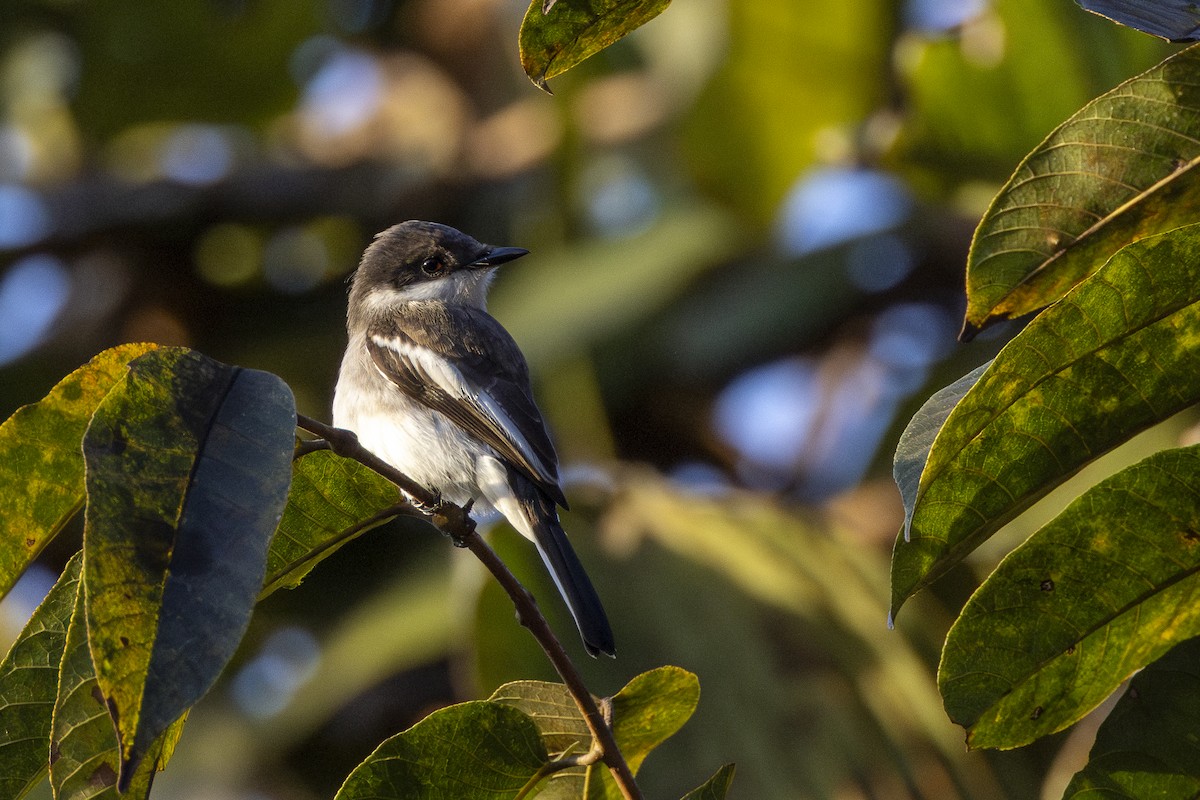 ヒタキサンショウクイ - ML647606390