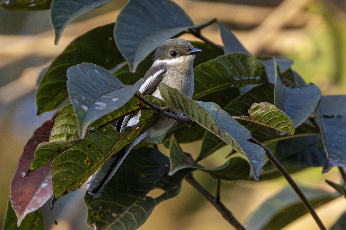 ヒタキサンショウクイ - ML647606391