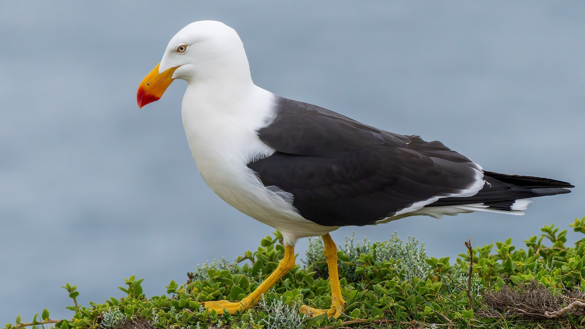 ハシブトカモメ - ML647606395