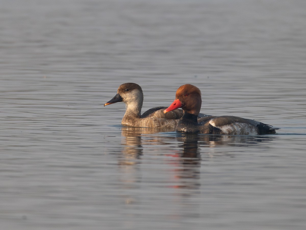 アカハシハジロ - ML647606397