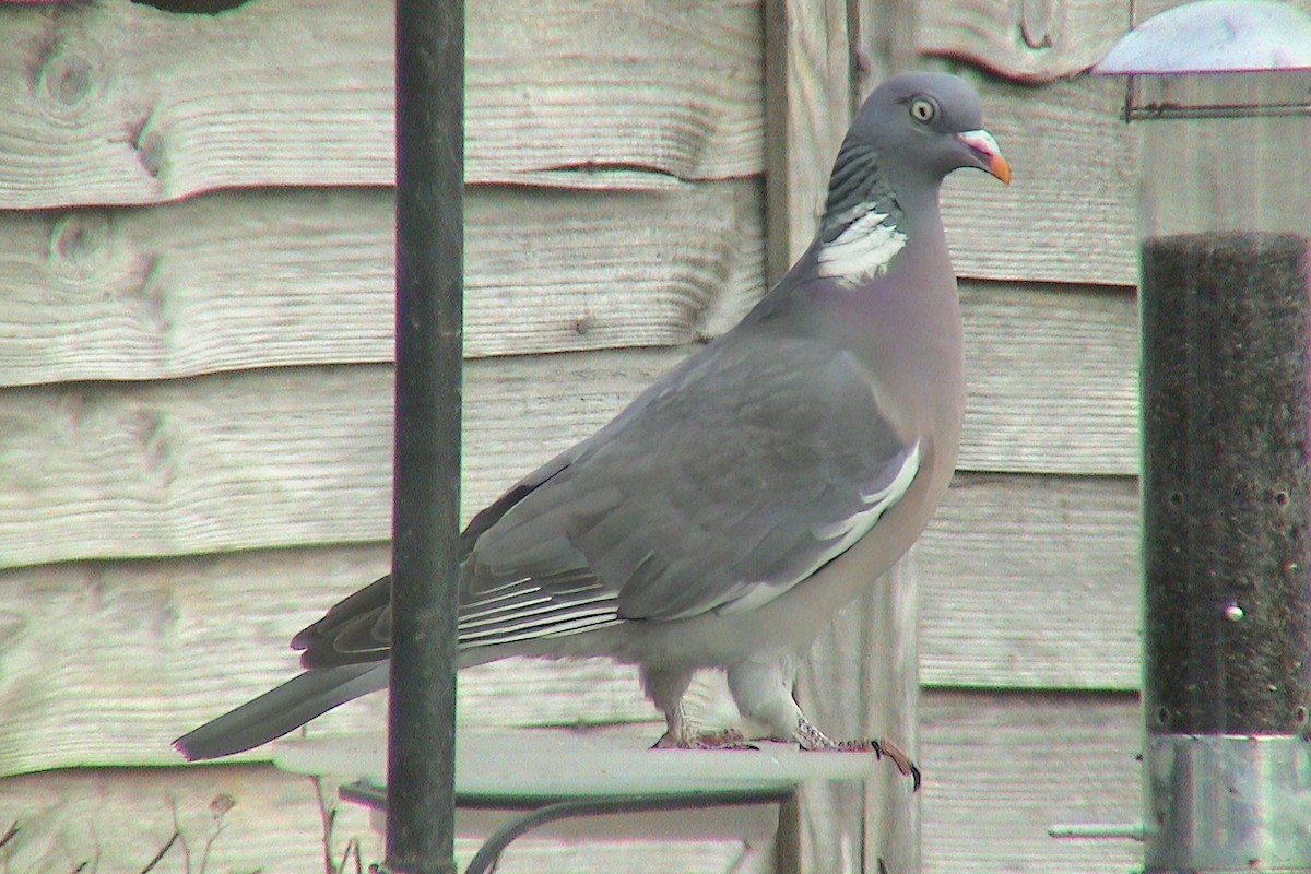 モリバト - ML647606399