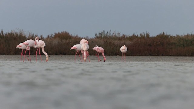Lesser Flamingo - ML647606404