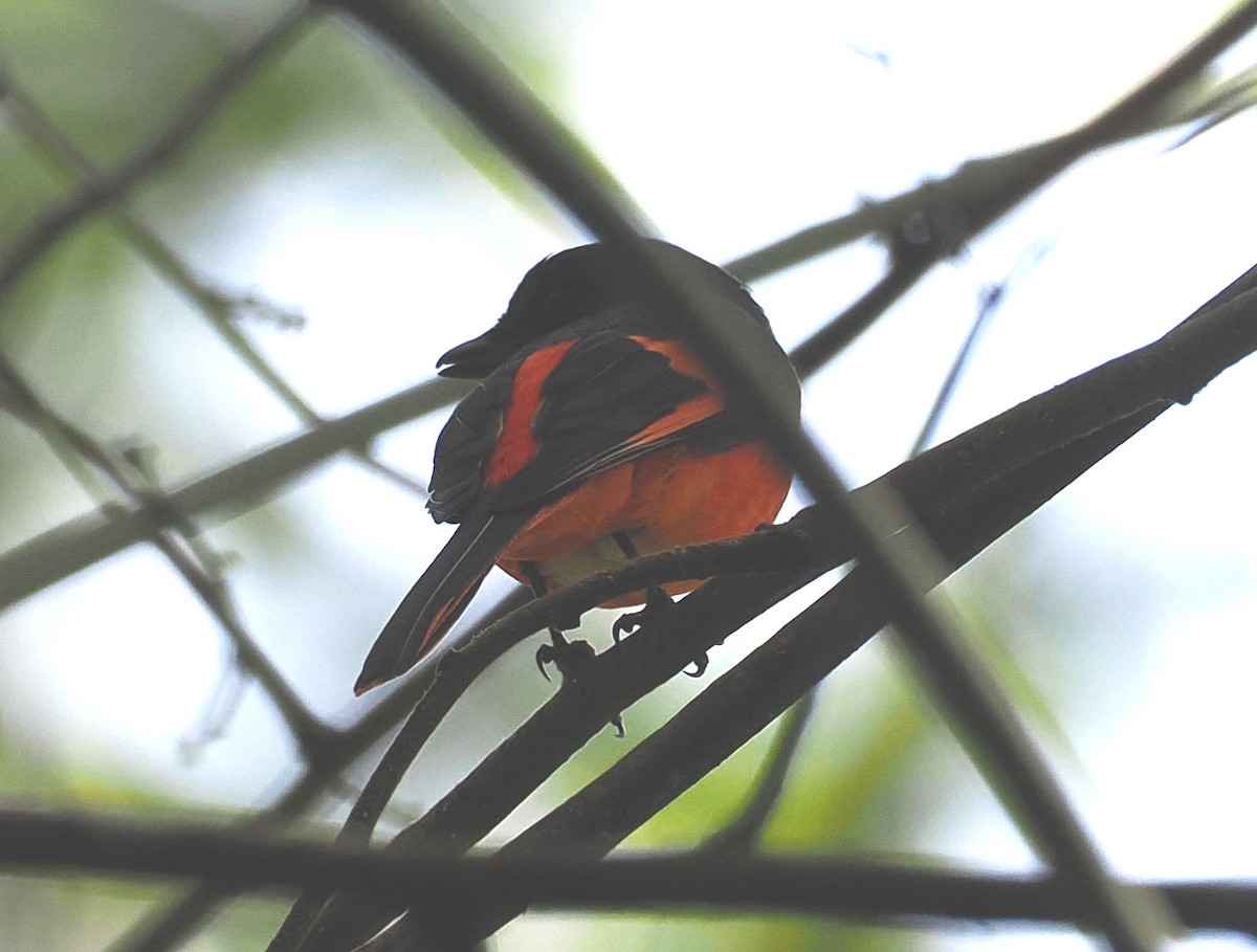 Gray-chinned Minivet - ML647606422