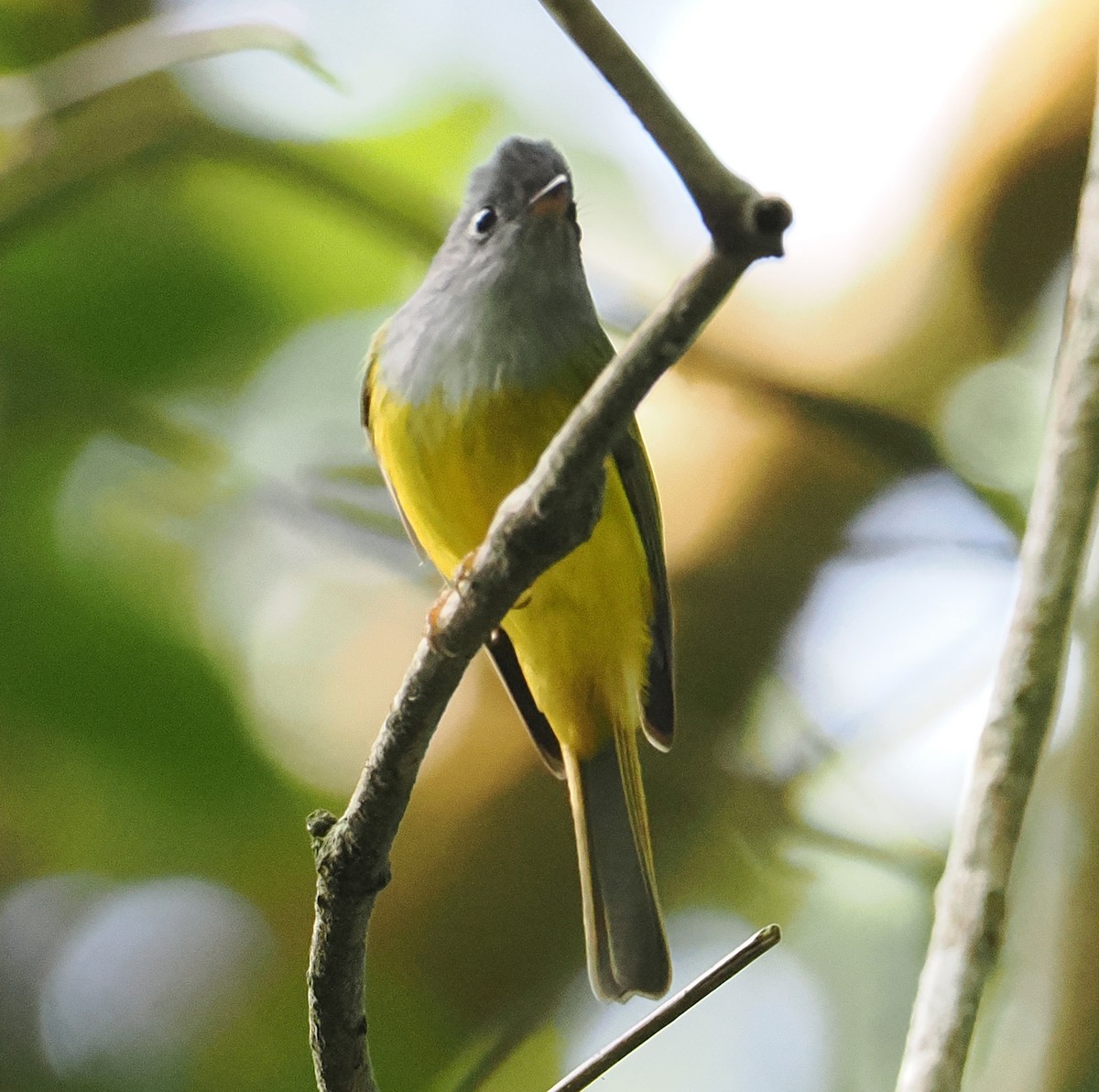 Gray-headed Canary-Flycatcher - ML647606444