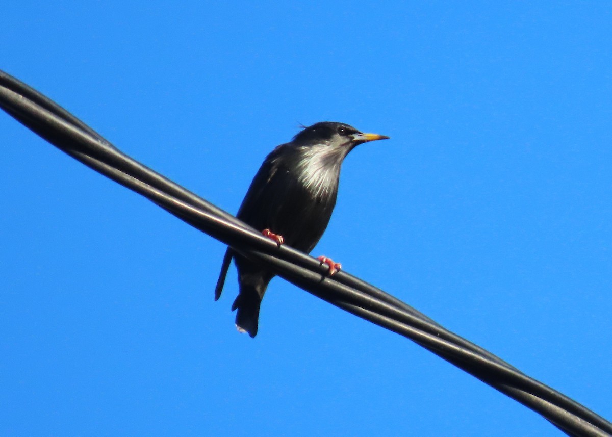 Étourneau unicolore - ML647606447