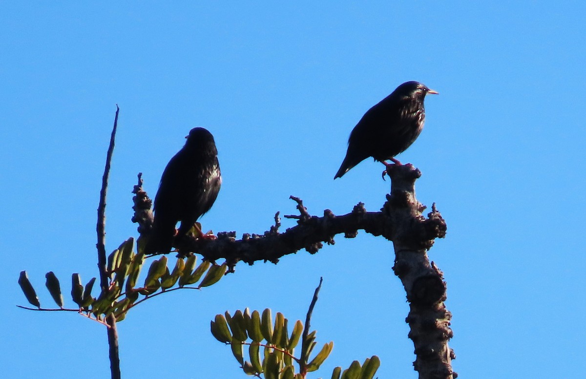 Étourneau unicolore - ML647606468