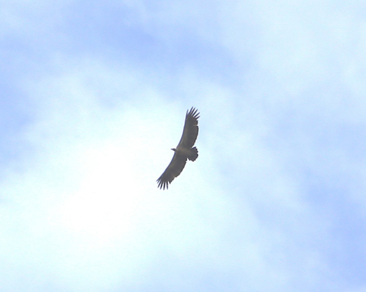 Ak Sırtlı Akbaba - ML647606488