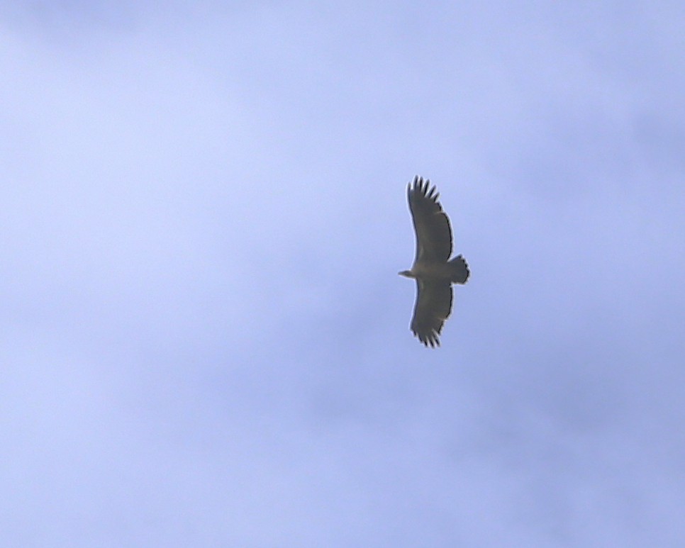 Ak Sırtlı Akbaba - ML647606489