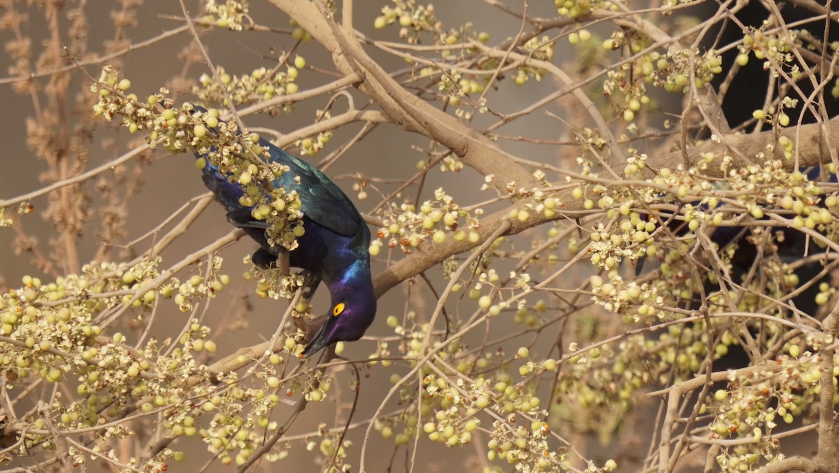 Purple Starling - ML647606498
