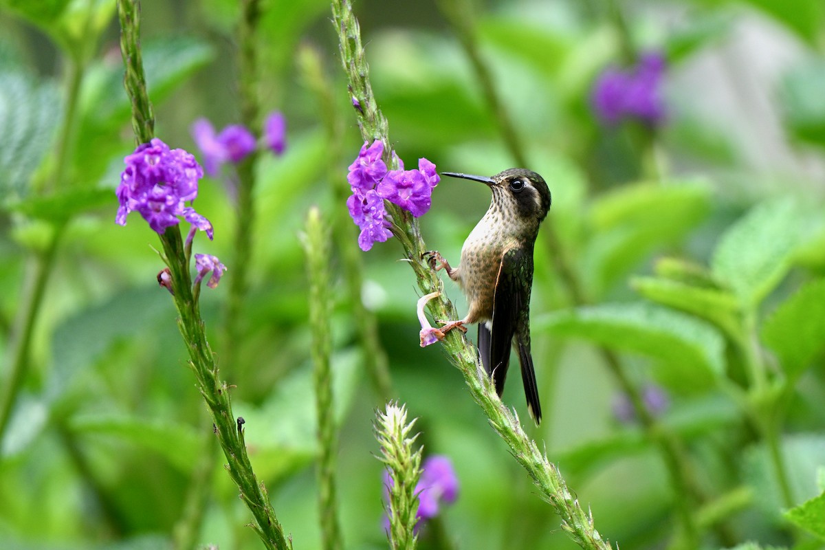 Speckled Hummingbird - ML647606517