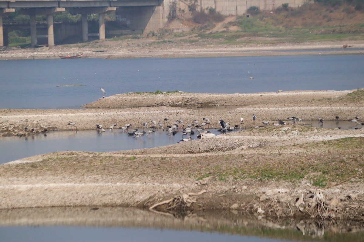 Asian Openbill - ML647606525