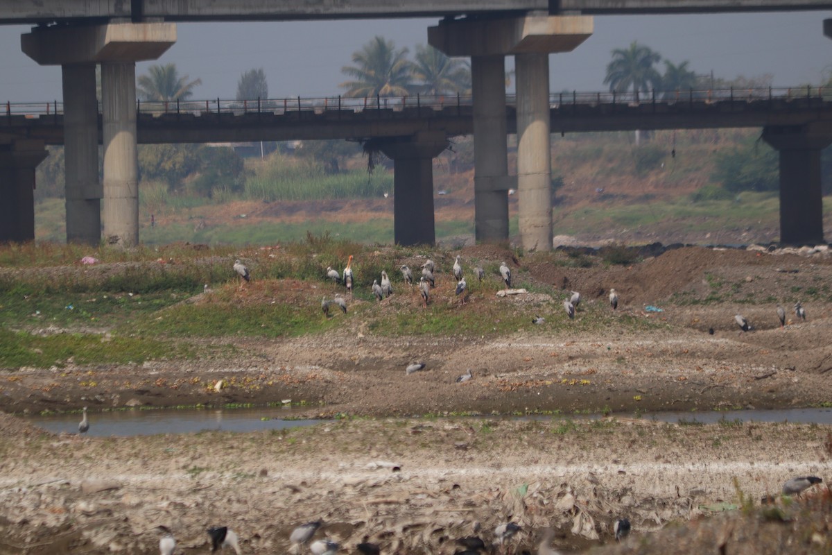 Asian Openbill - ML647606526