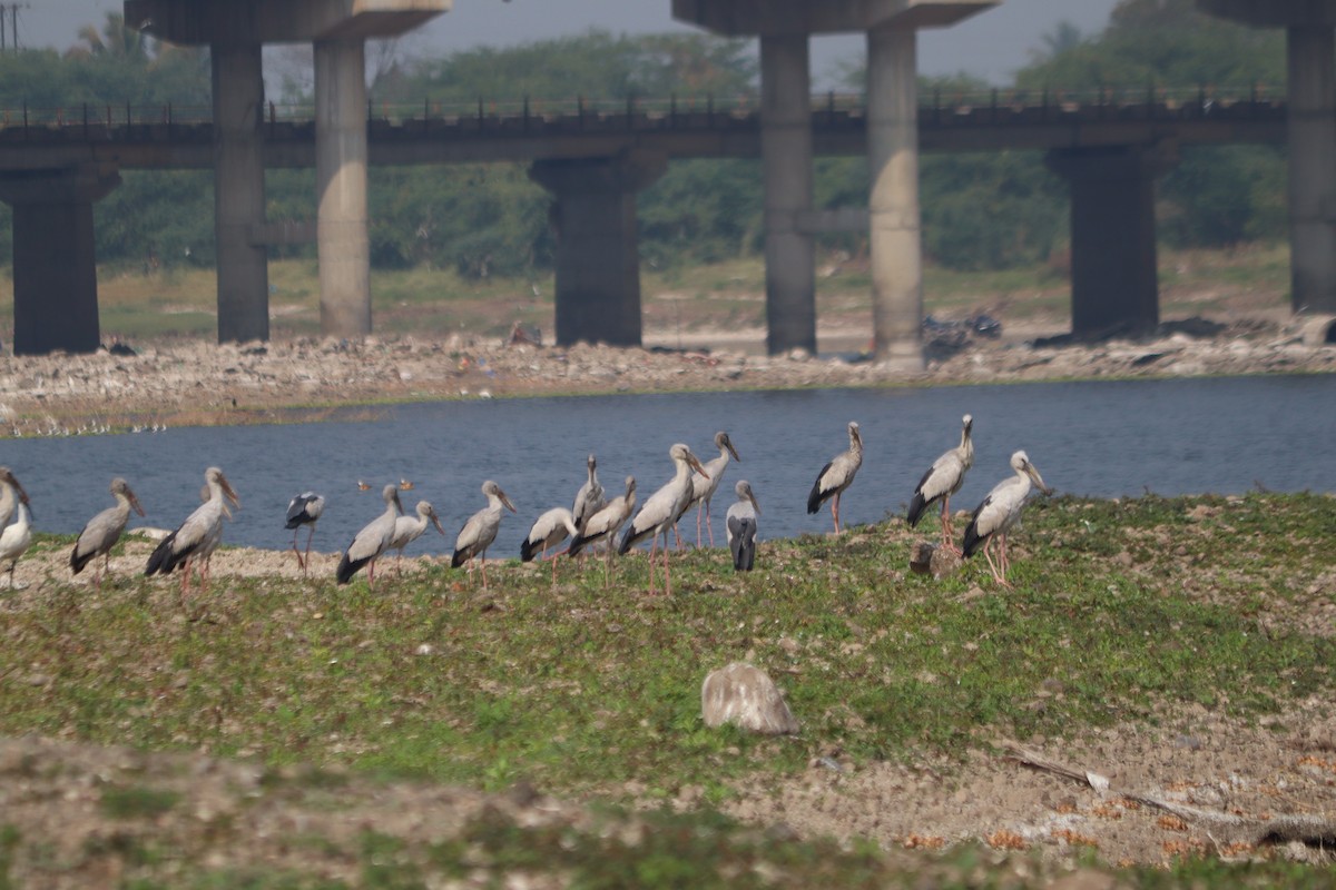Asian Openbill - ML647606528
