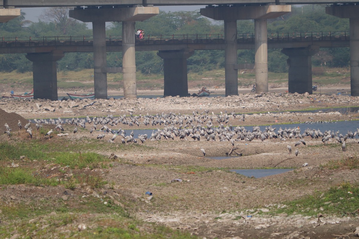 Asian Openbill - ML647606529