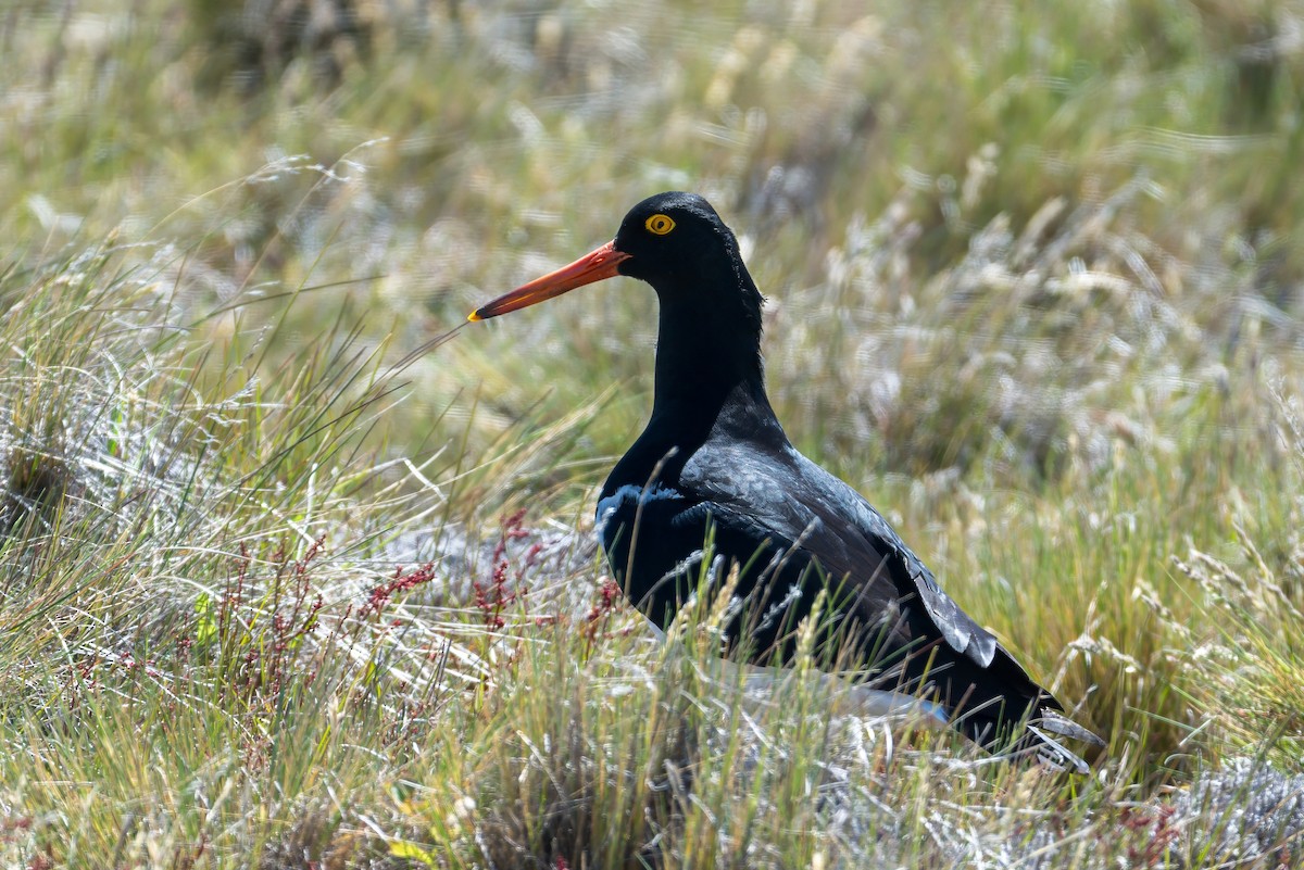 Magellanic Oystercatcher - ML647606547