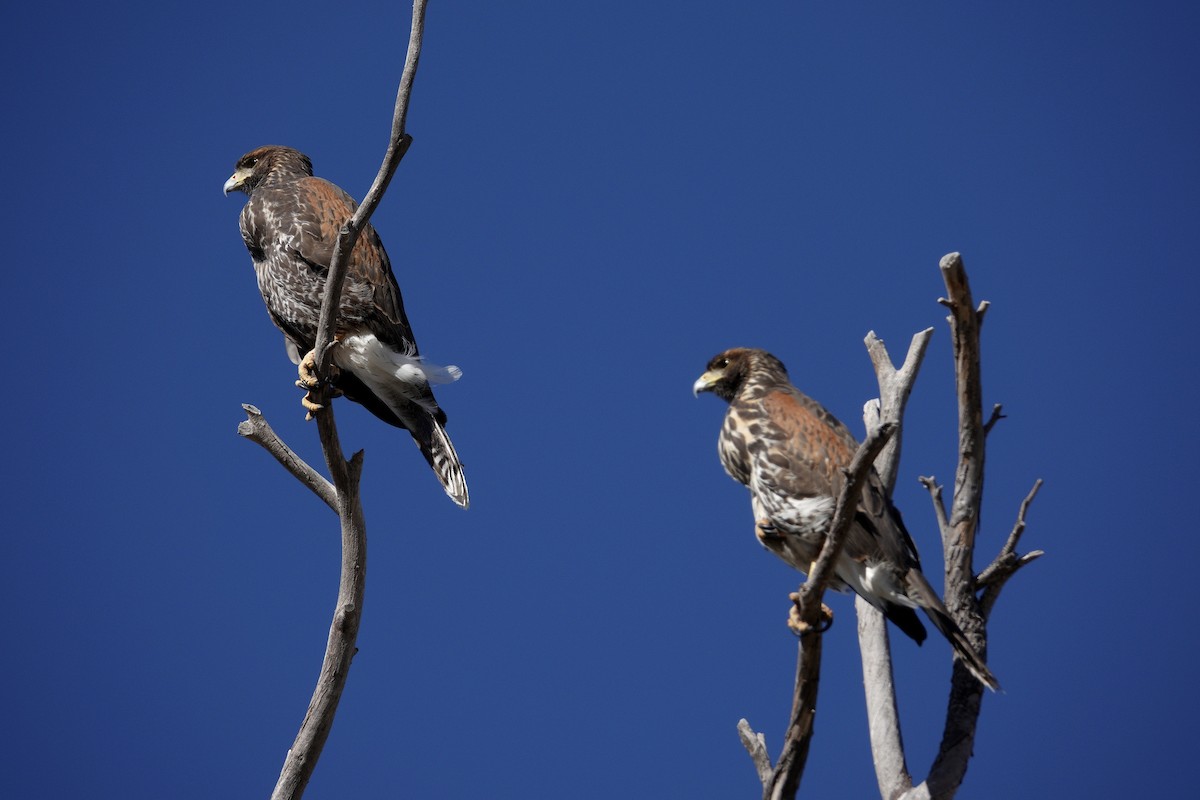 Harris's Hawk - ML647606552