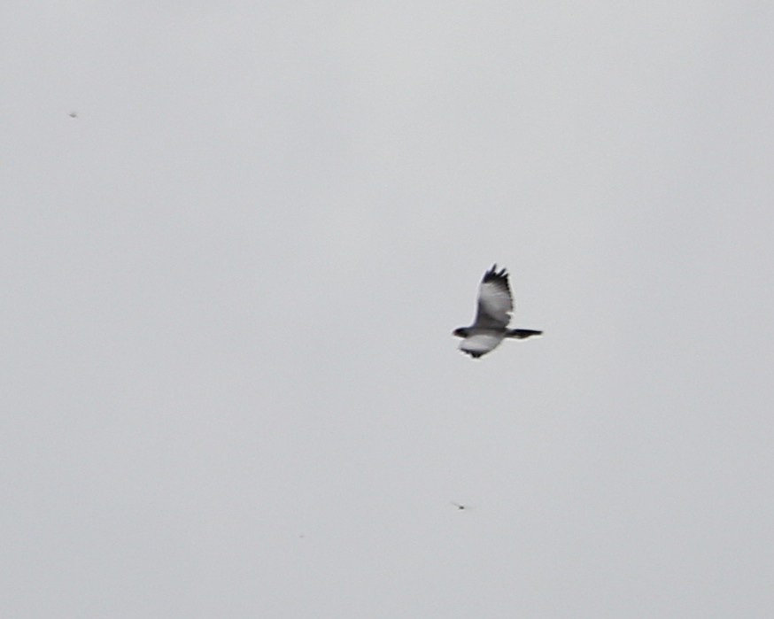 Dark Chanting-Goshawk - ML647606557