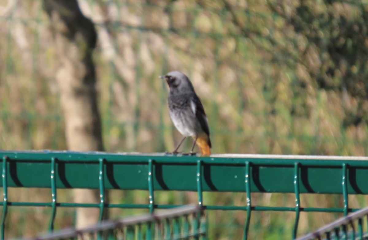 Black Redstart - ML647606561