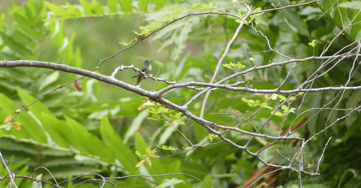 Amazilia Hummingbird - ML647606562