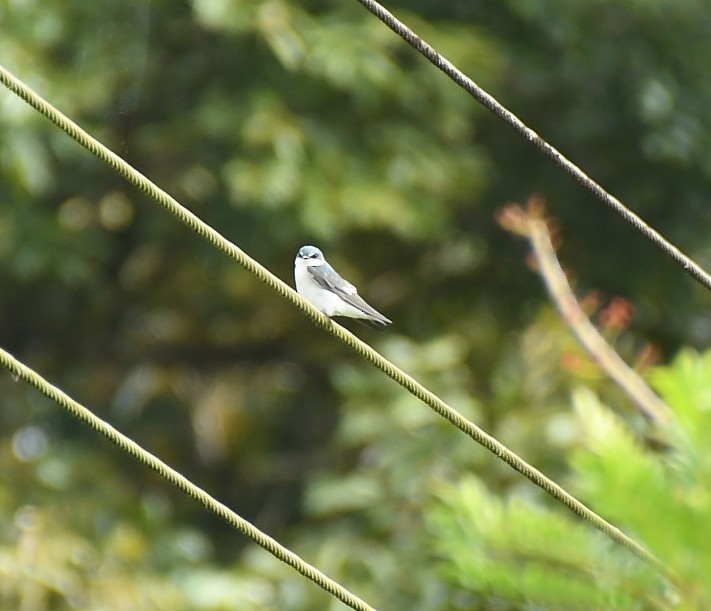Mangrove Swallow - ML647606563