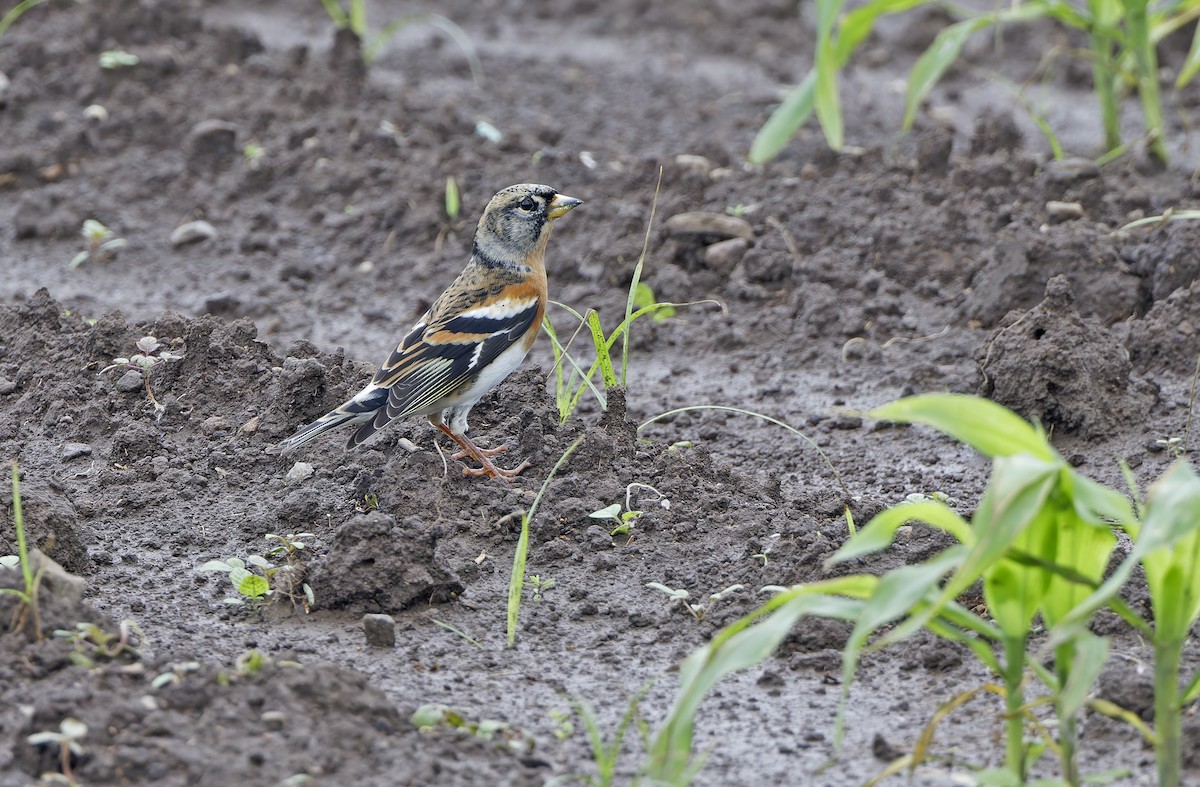 Brambling - ML647606566