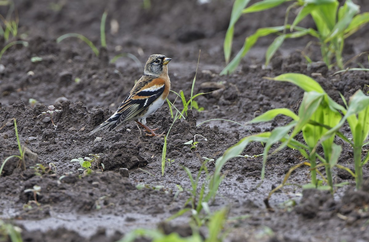 Brambling - ML647606568